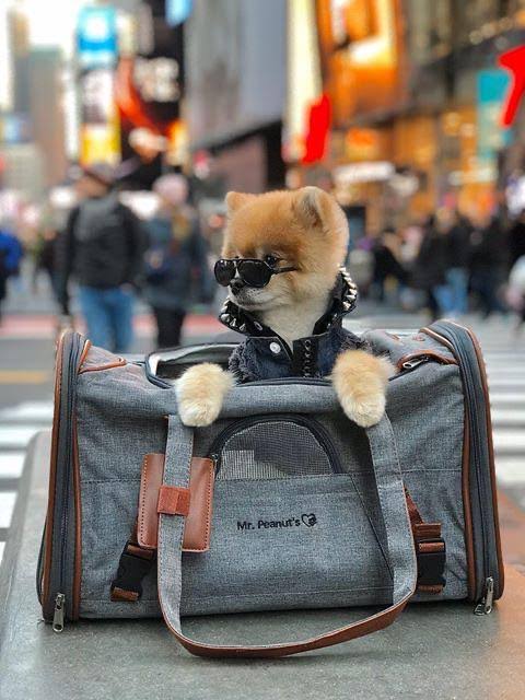 Airline Approved Soft Sided Pet Carrier Tote X4662