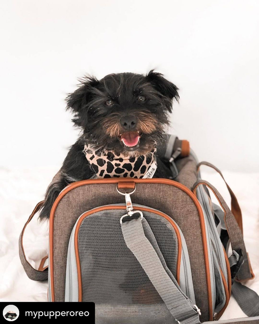 Airline Approved Soft Sided Pet Carrier Tote X4662
