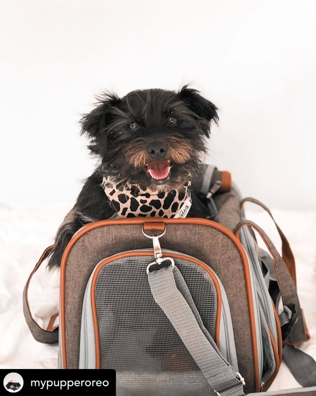 Airline Approved Soft Sided Pet Carrier Tote X4662