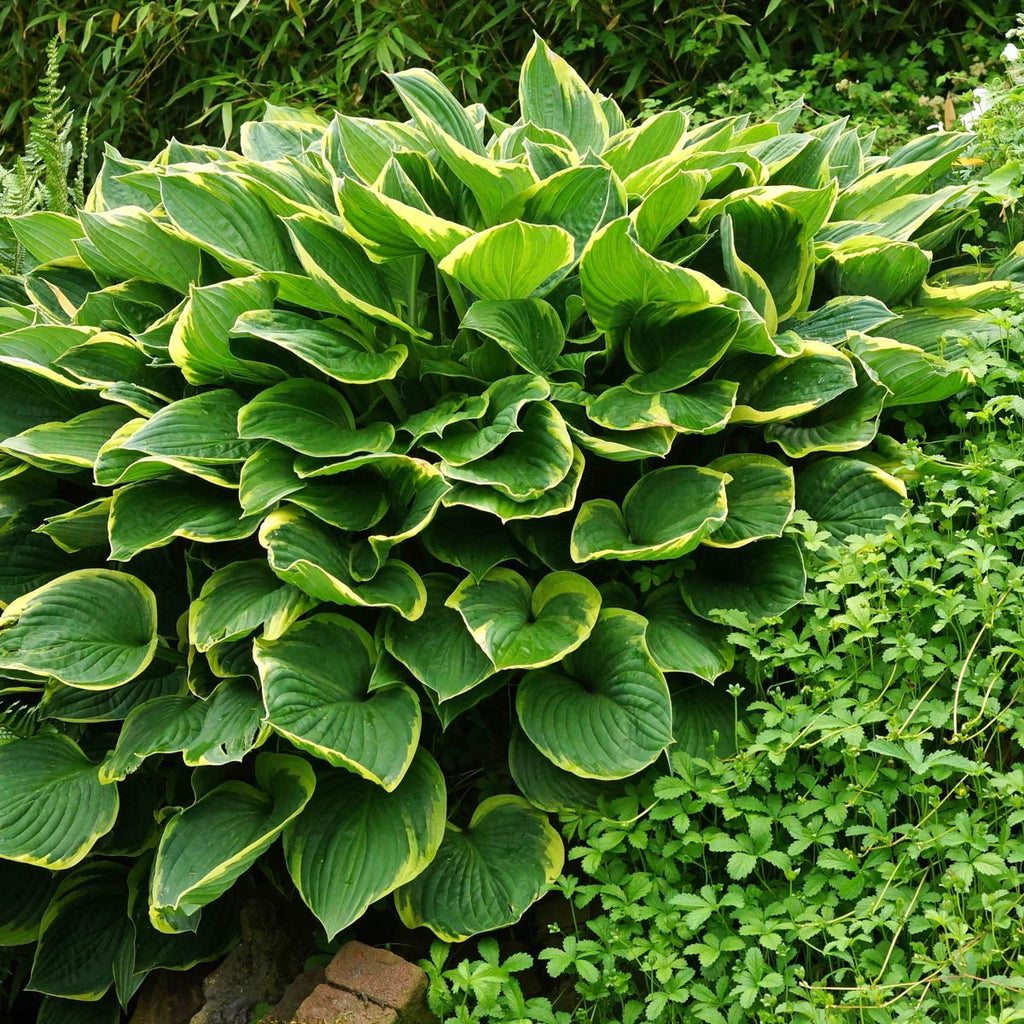 10-Pack Dormant Bare Root Hosta R36620