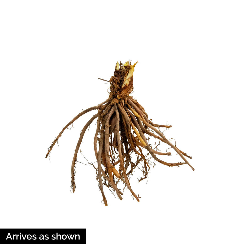10-Pack Dormant Bare Root Hosta R36620