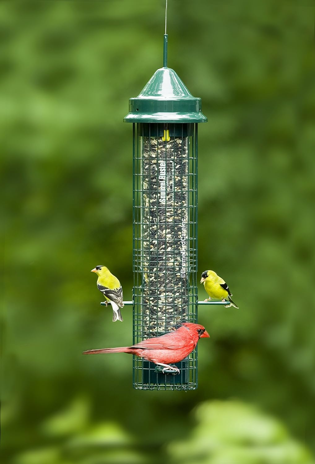 Squirrel-proof Bird Feeder with 4 Feeding Ports, 2.4-pound Seed Capacity, Pack of 2 X152275