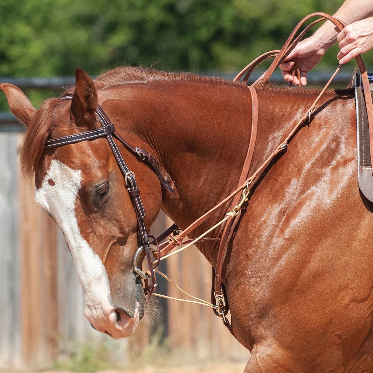 German Martingale with Split Rein I87833
