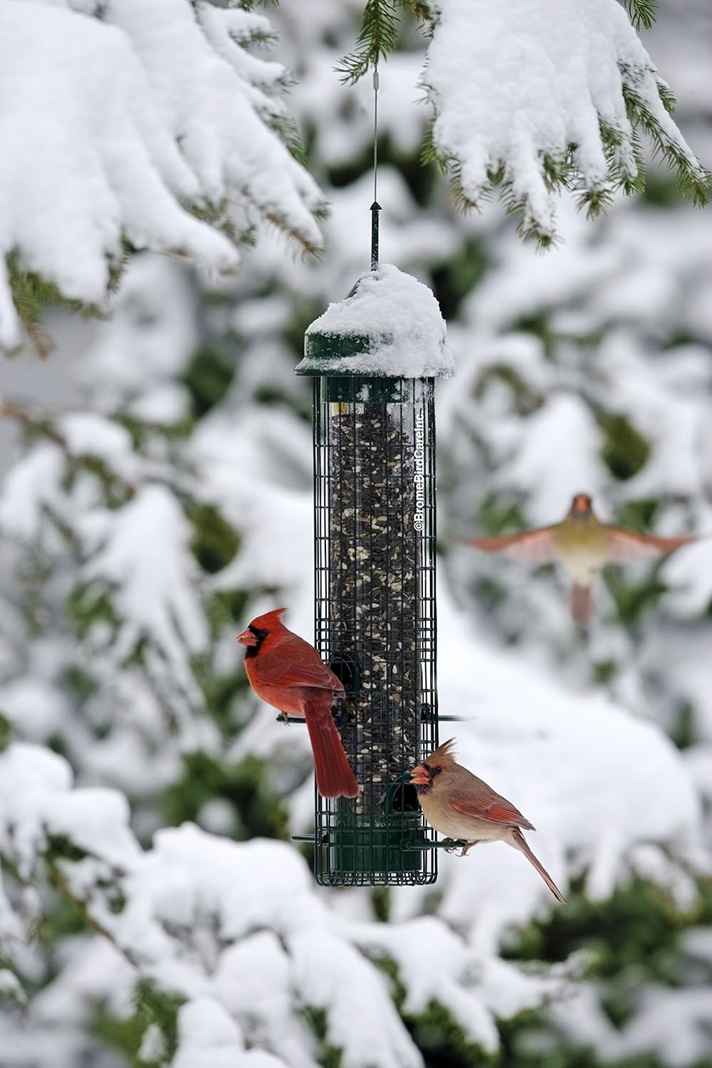 Squirrel-proof Bird Feeder with 4 Feeding Ports, 2.4-pound Seed Capacity, Pack of 2 X152275