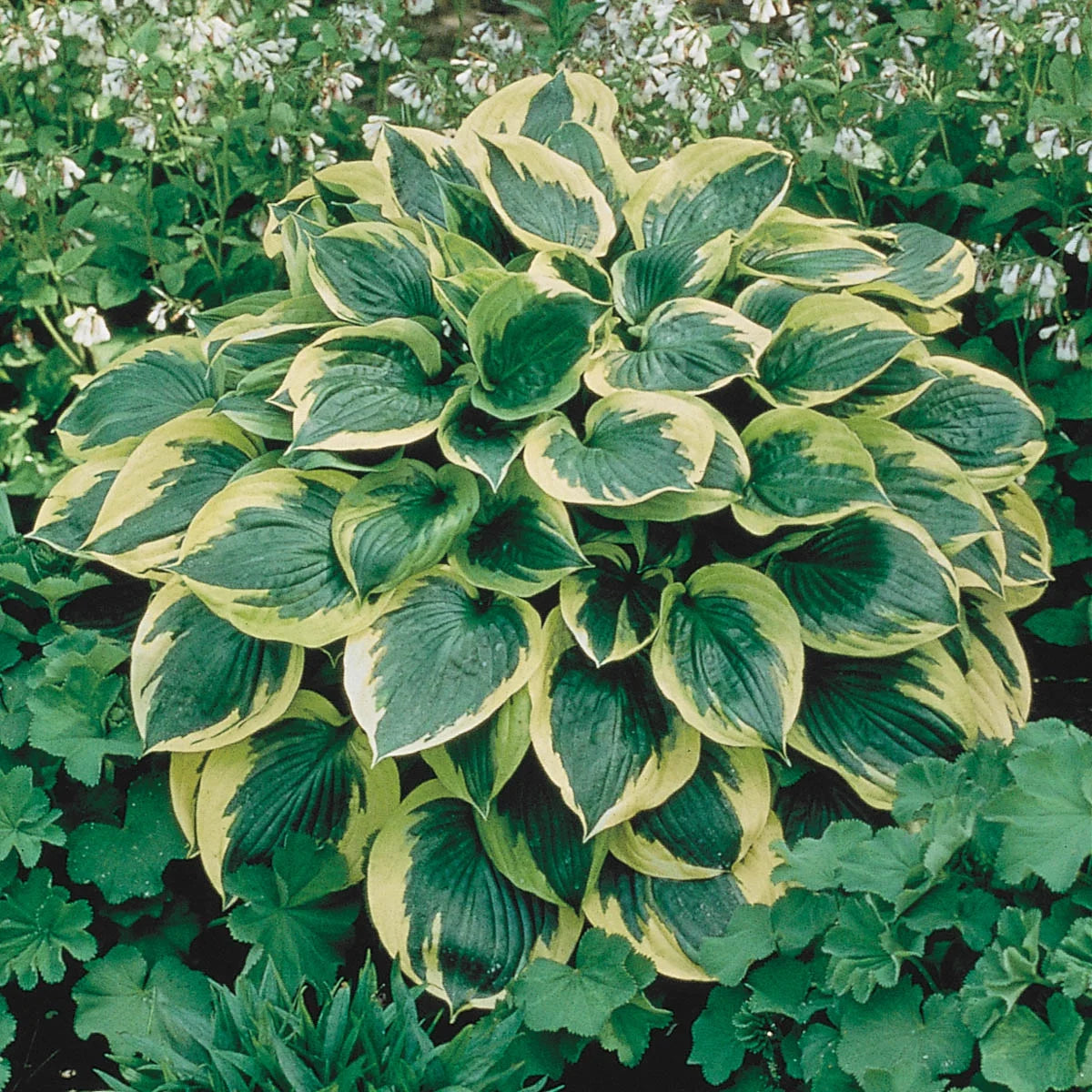 10-Pack Dormant Bare Root Hosta R36620