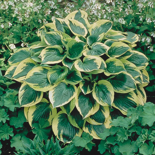 10-Pack Dormant Bare Root Hosta R36620
