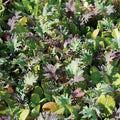 Mesclun Mix Seed Untreated - 1 Pound V459