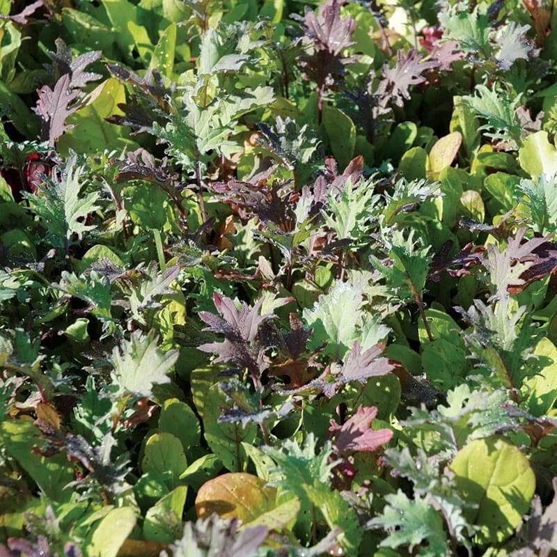 Mesclun Mix Seed Untreated - 1 Pound V459
