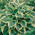 10-Pack Dormant Bare Root Hosta R36620